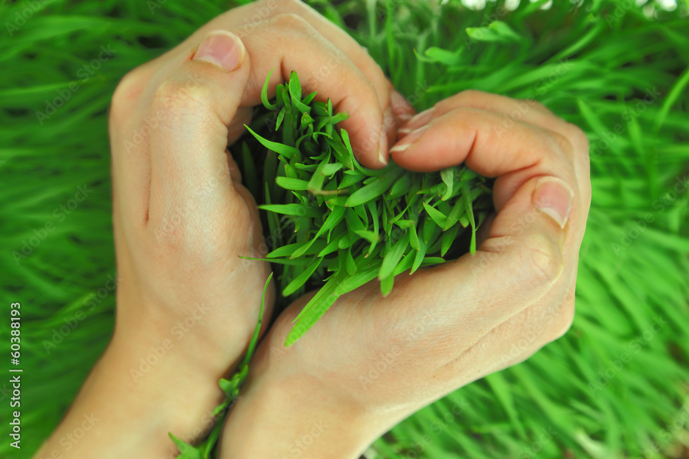 Hands hugging green fresh grass in shape of heart - obrazy, fototapety, plakaty 