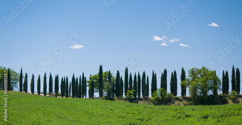 Lane lined with cypress trees in Tuscany