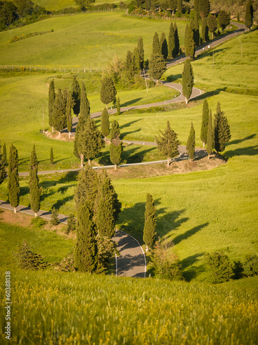 Sunset over a winding cypress lane in Tuscany