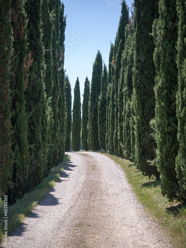 Lane lined with cypress trees in Tuscany