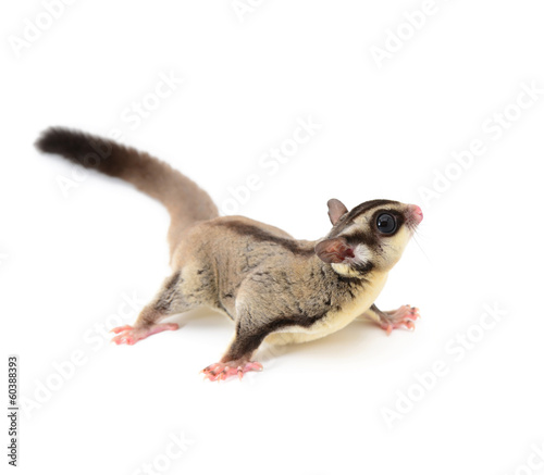 Sugarglider photo