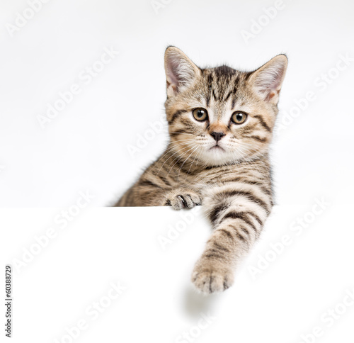 Cat or kitten isolated behind white signboard