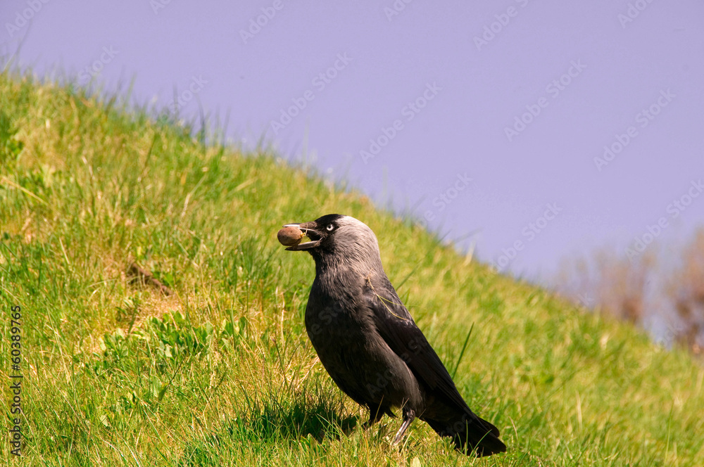 Fototapeta premium Jackdaw (Corvus monedula)