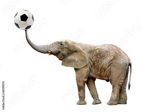 African elephant with soccer ball isolated on white