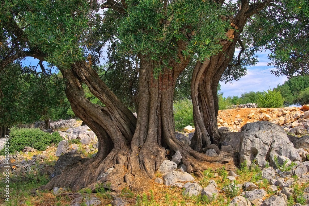 Olivenbaum Stamm - olive tree trunk 11 Olivenbaum Stamm - olive tree trunk 11