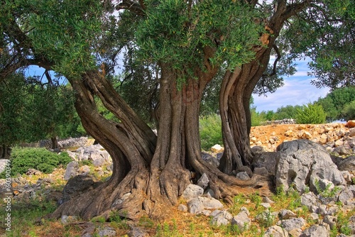 Olivenbaum Stamm - olive tree trunk 11