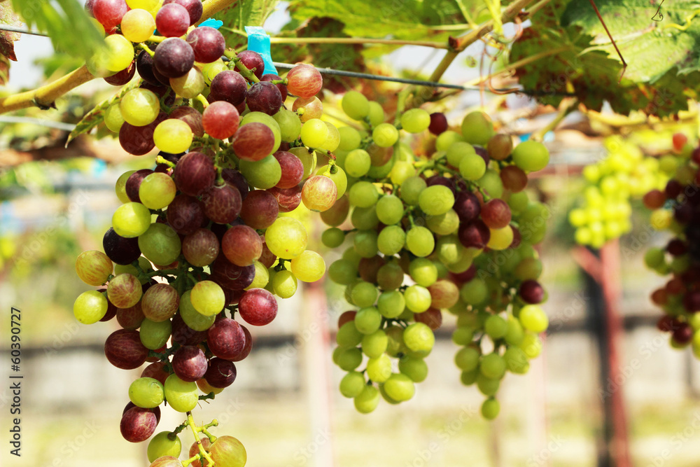 fresh grapes in the vineyard fresh grapes in the vineyard