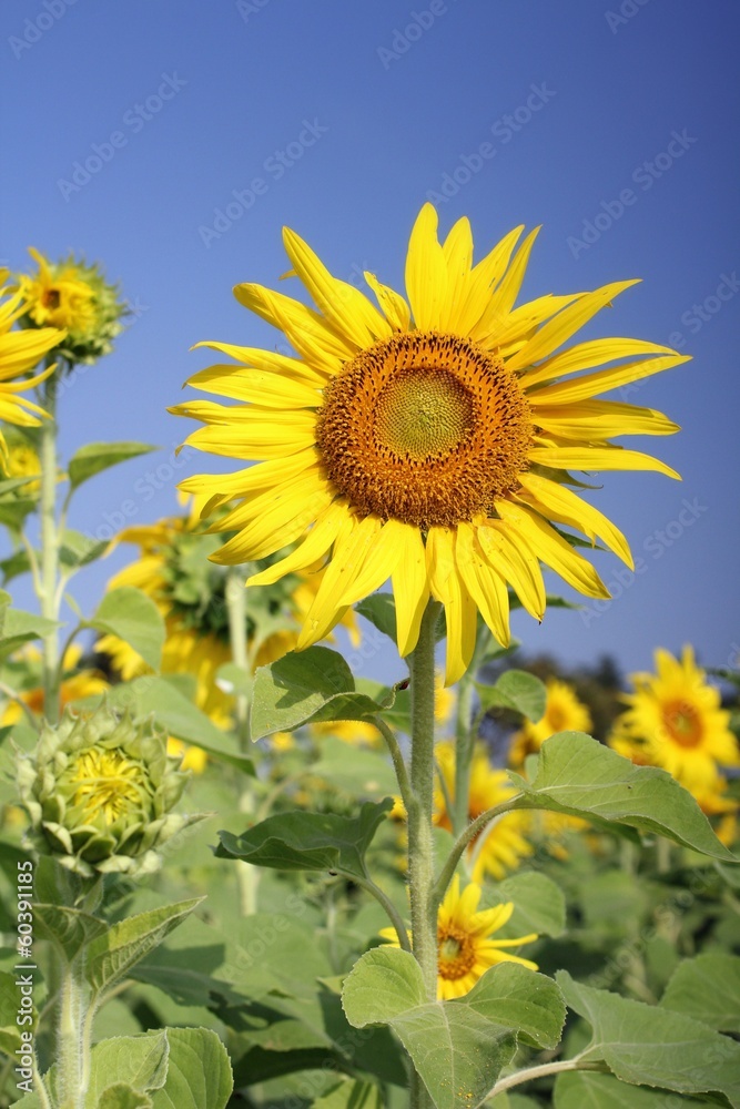 field of blooming sunflowers field of blooming sunflowers