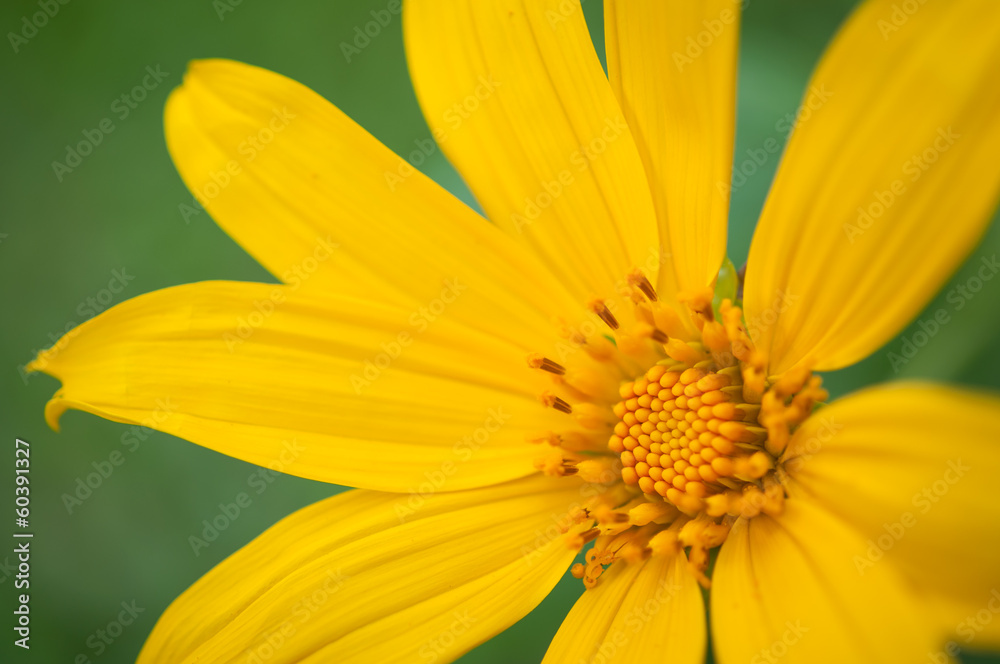 Dahlberg daisy