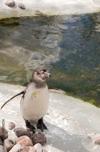 Penguin  (Spheniscus humboldti)