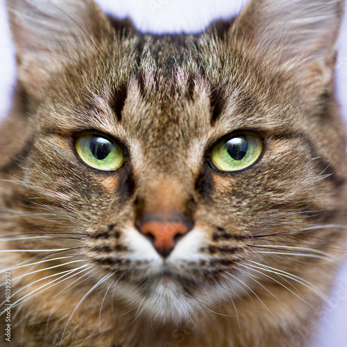 Portrait of green-eyed cat