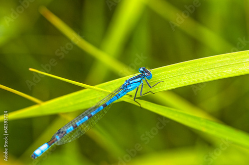 Damsel Fly Resting on Grass © Kerry Snelson