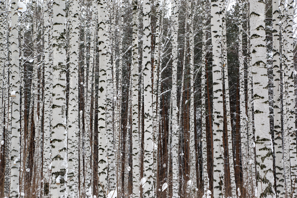 Fototapeta premium winter birch forest