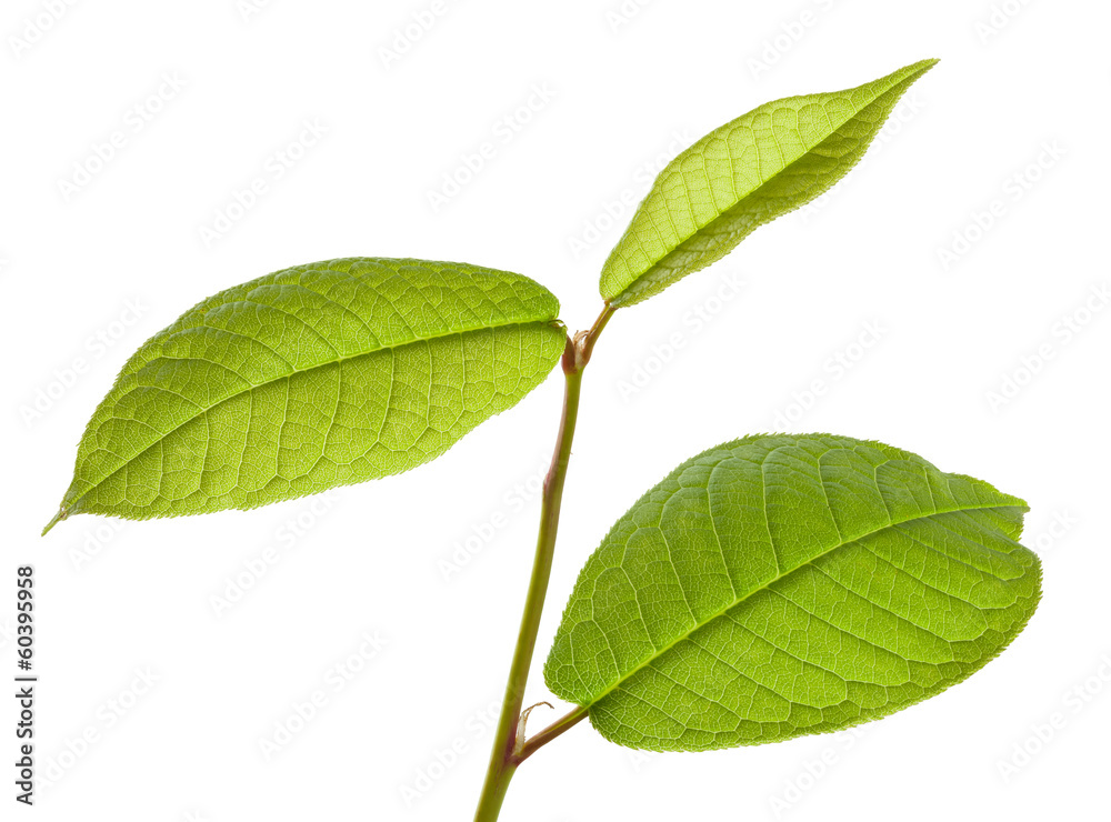 Obraz premium Hackberry leaves