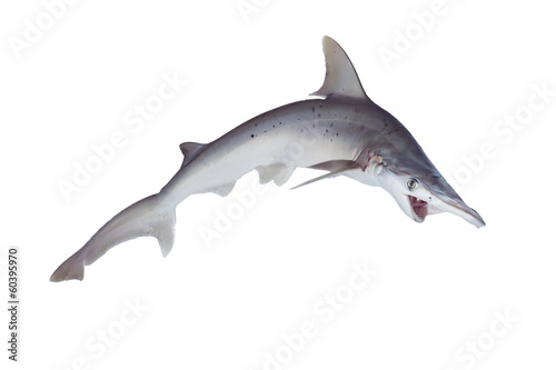 The bonnethead shark or shovelhead, Sphyrna tiburo, in profile