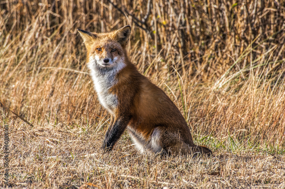 Fototapeta premium Female Fox 7295