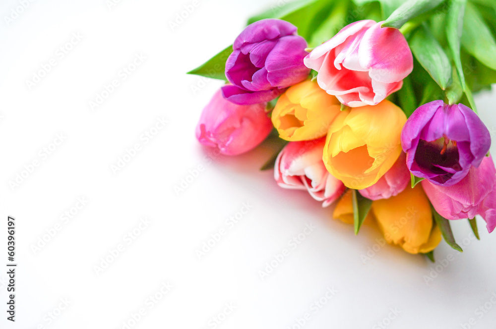 Colorful tulips on white background
