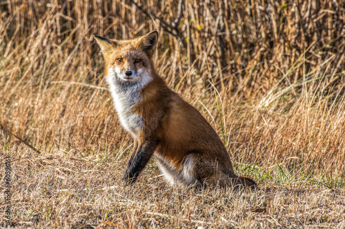 Female Fox 7295