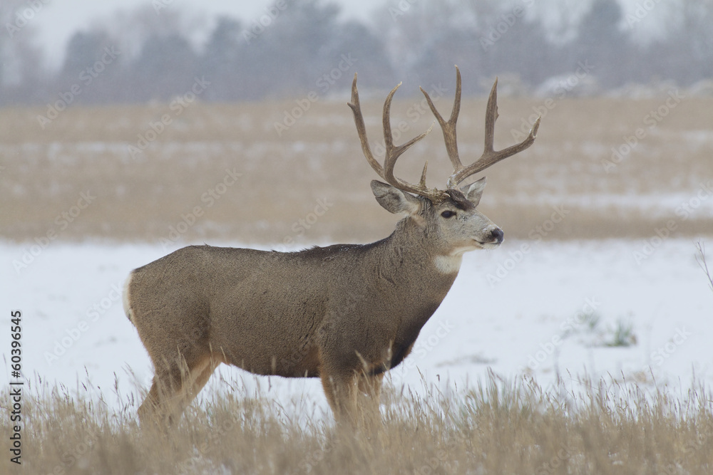 Mule Deer Buck in Field Mule Deer Buck in Field