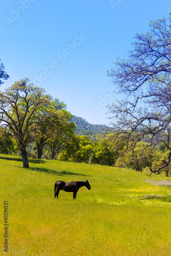 Dark horse in California meadows grasslands