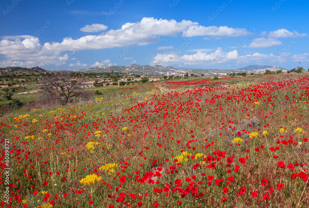Picturesque view of spring field of poppies.