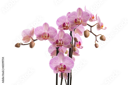 Fototapeta Naklejka Na Ścianę i Meble -  Orchideernrispen