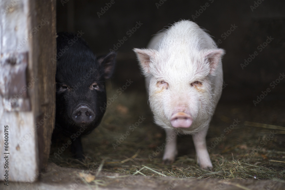 Two young vietnamese pigs Two young vietnamese pigs