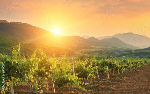 Panorama of vineyards