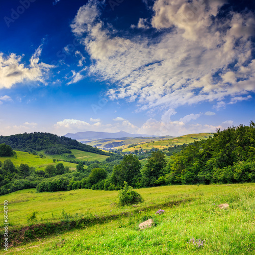 village on hillside meadow with forest in mountain
