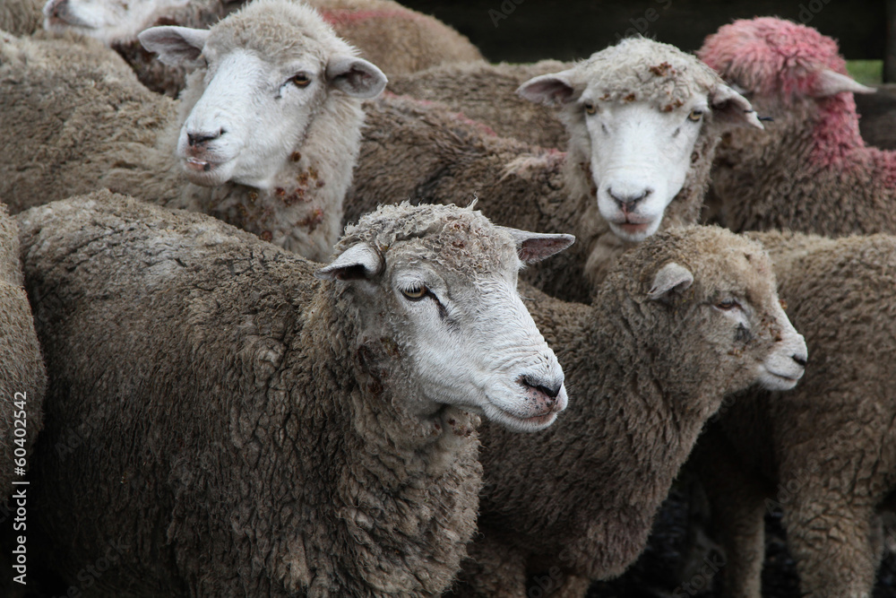 Troupeau de mouton dans une Estancia Chilienne