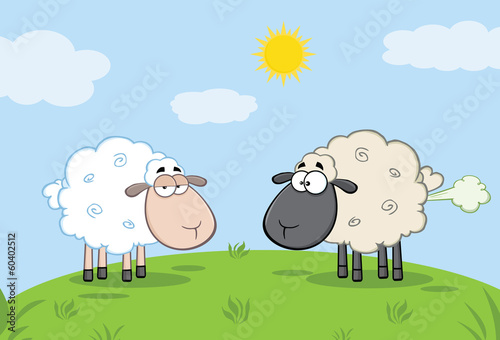 White Sheep And Farting Black Head Sheep On A Meadow