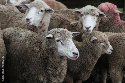 Troupeau de mouton dans une Estancia Chilienne