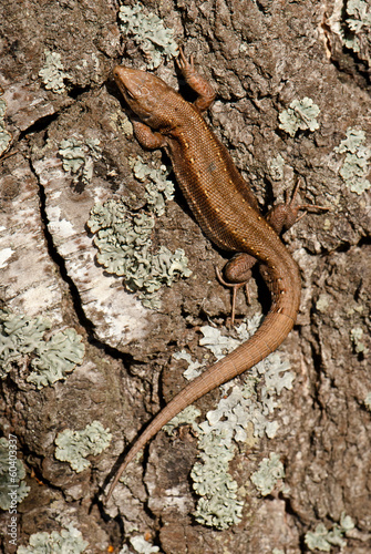 lizard on wood table