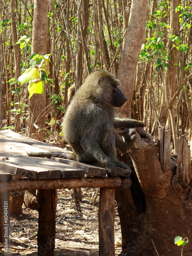 Baboon in profile photo