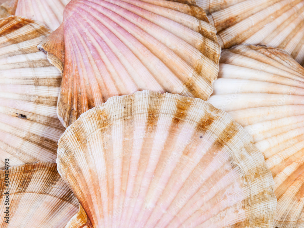 Shell scallops background Shell scallops background
