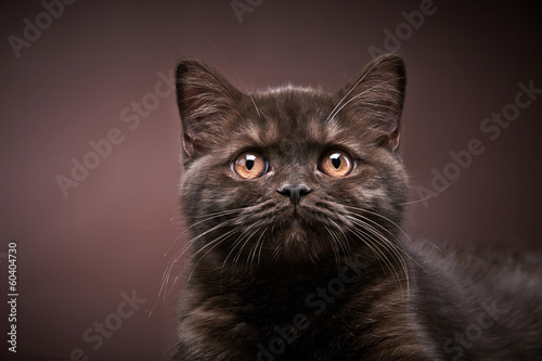 brown british short hair kitten, 3 month old