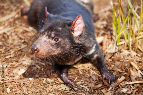 Tasmanian Devil © Steve Lovegrove