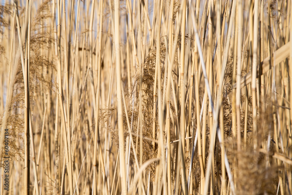 Fototapeta premium reeds on the lake in winter