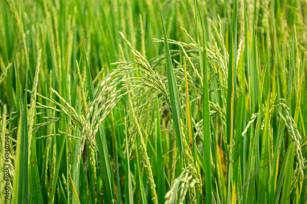 close up of rice paddy close up of rice paddy