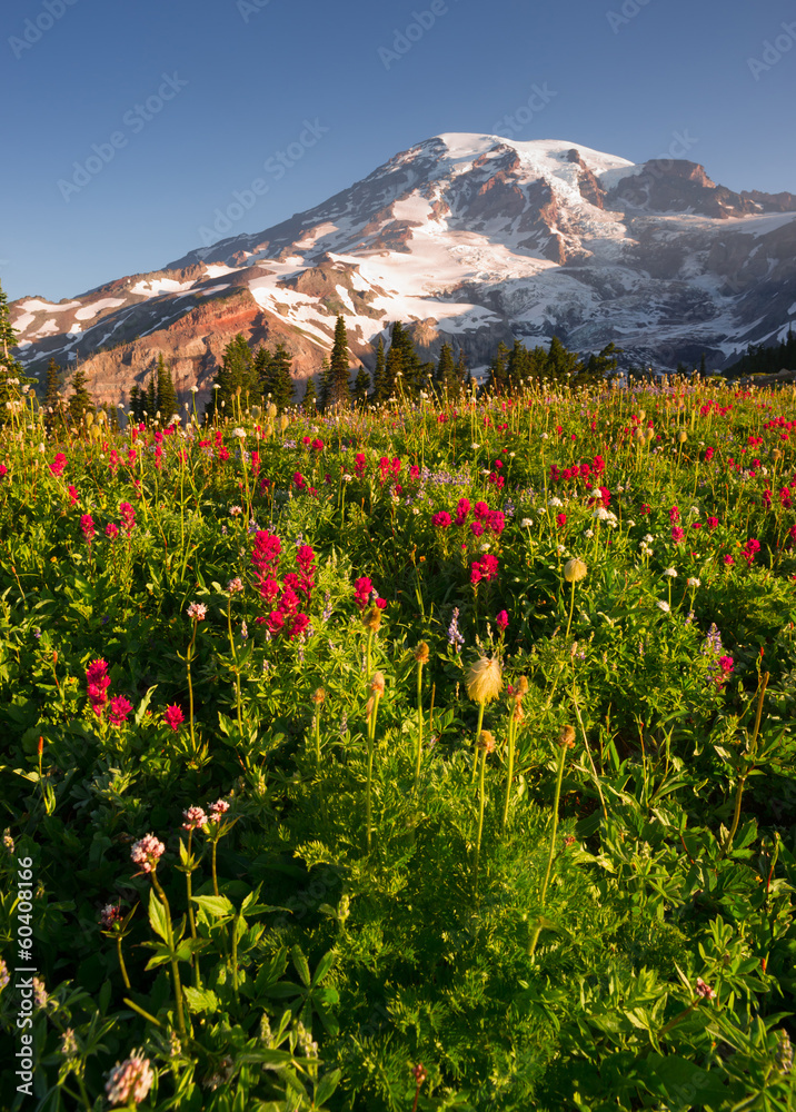 Cascade Range Rainier National Park Mountain Wildflowers