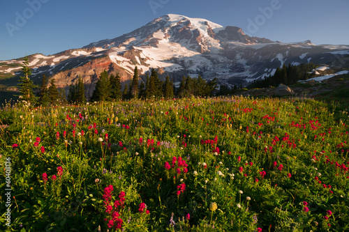 Fototapeta Naklejka Na Ścianę i Meble -  Cascade Range Rainier National Park Mountain Paradise Meadow