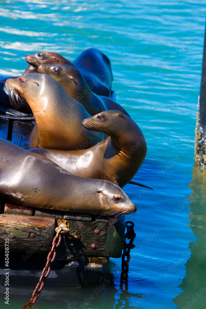 Obraz premium San Francisco Pier 39 lighthouse and seals California