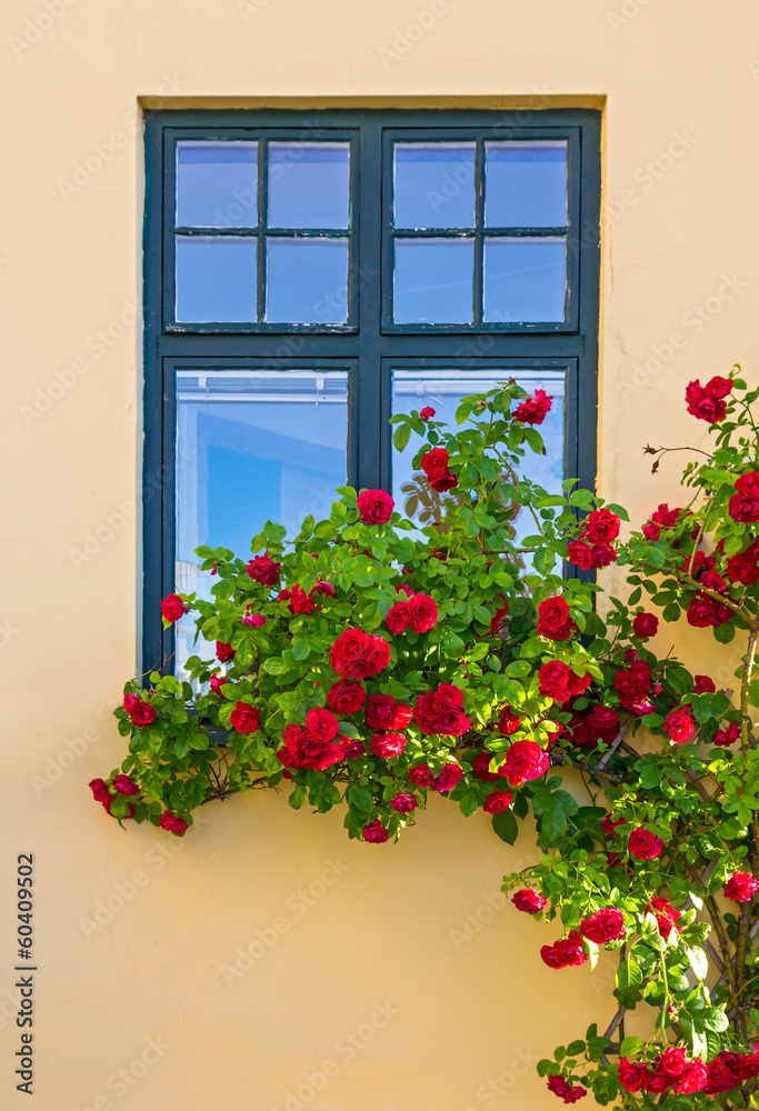 Roses decorating a house