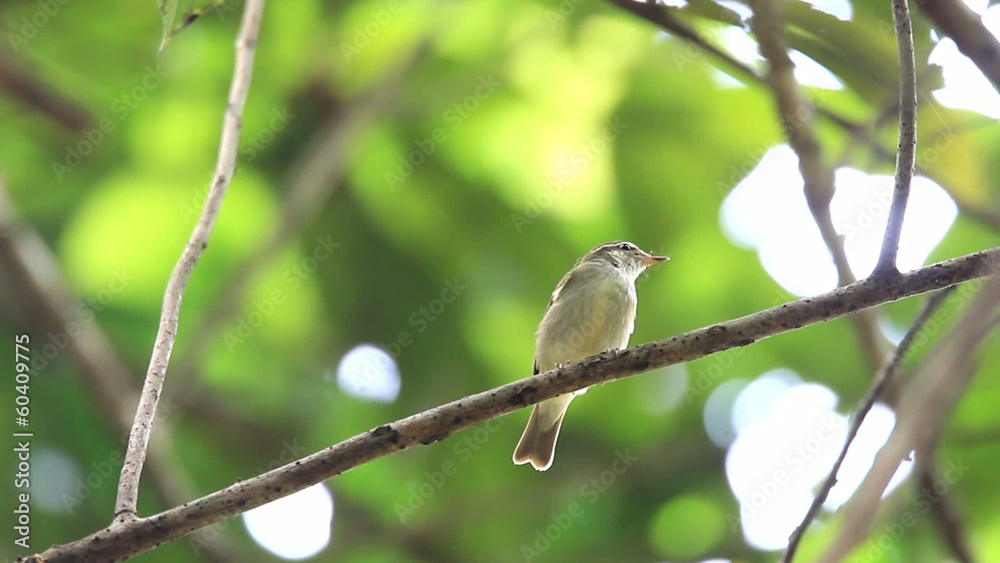 Large-billed Leaf Warbler (Phylloscopus magnirostris) Large-billed Leaf Warbler (Phylloscopus magnirostris)