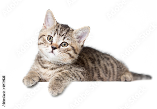 Cat or kitten isolated lying