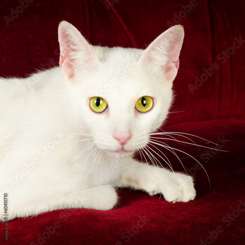 Beautiful White Cat Kitten posing on Red Velvet Couch photo