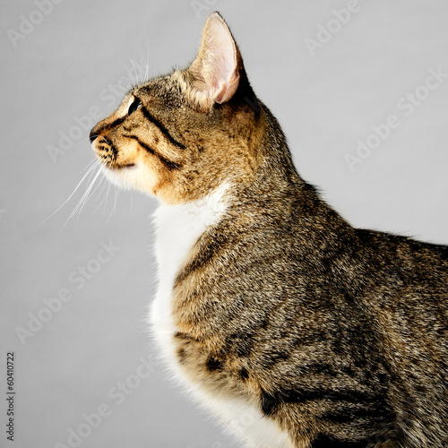 Foto Profile of Young Brown Tabby Cat on Gray Background