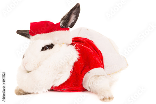 Rabbit with christmas costume