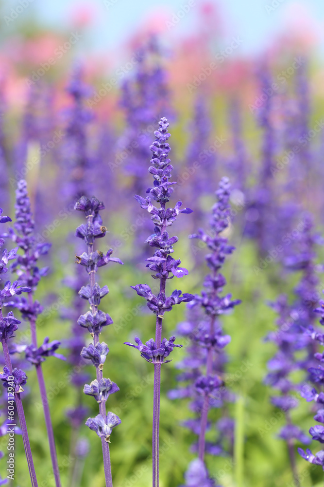 Lavender growing in garden Lavender growing in garden