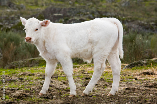 White calf